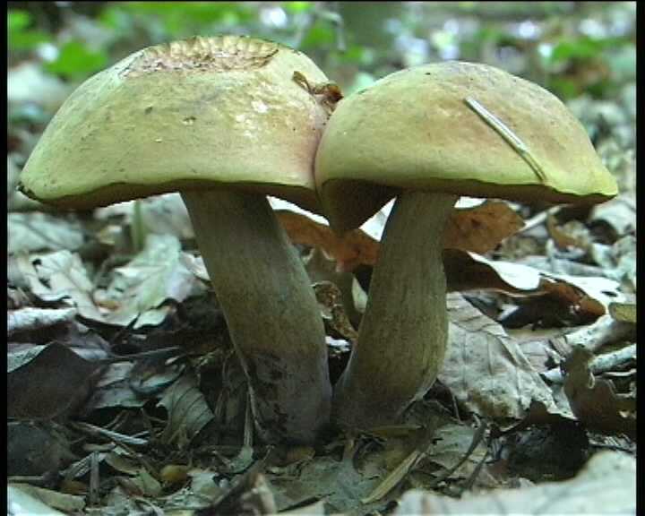 Winkel   ( FRA )   28.08.2004    1 Serie